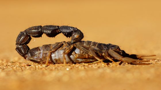 تفسير قتل عقرب صفراء في الحلم