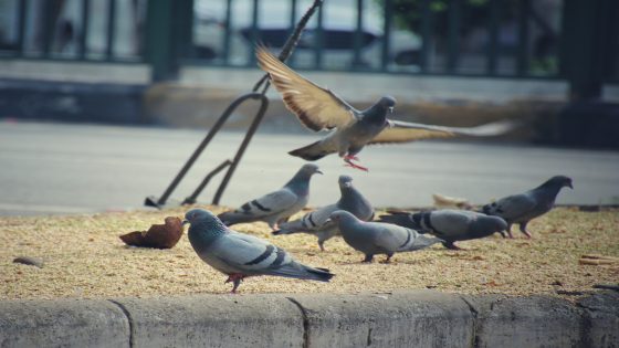 تفسير الحمامه الصغيره في الحلم