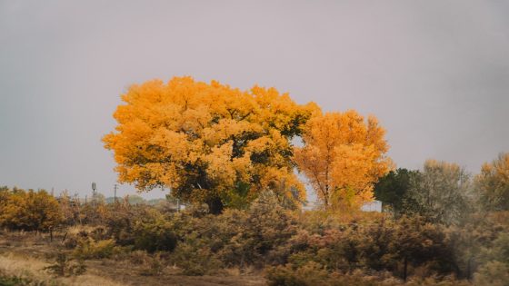 تفسير حلم السدر على الشعر