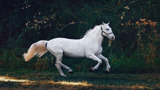 تفسير الخيل في المنام و ركوب الخيل لابن شاهين