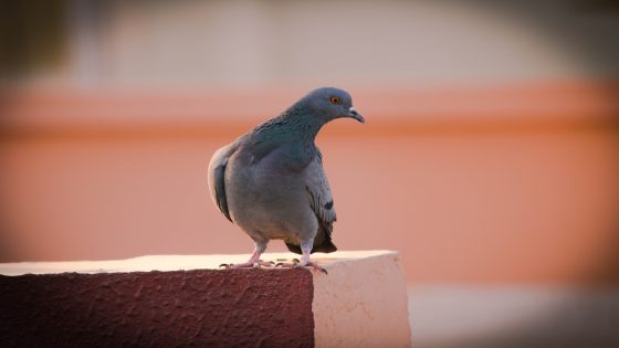 تفسير الحمام الرمادي في الحلم