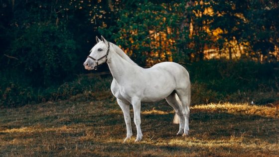 تفسير رؤية الحصان في الحلم و الخيل في المنام