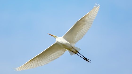 تفسير الجناح في الحلم رؤية الأجنحة في المنام