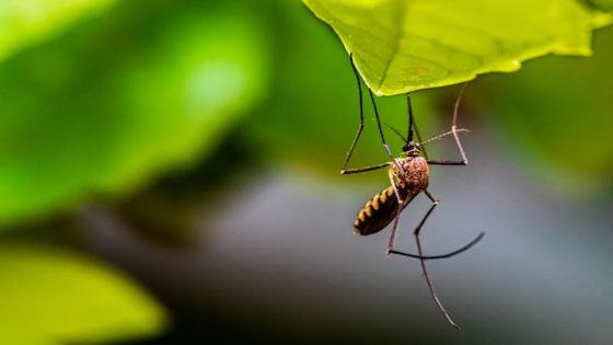 معنى قتل البعوض في الحلم تفسير حلم قتل بعوضه