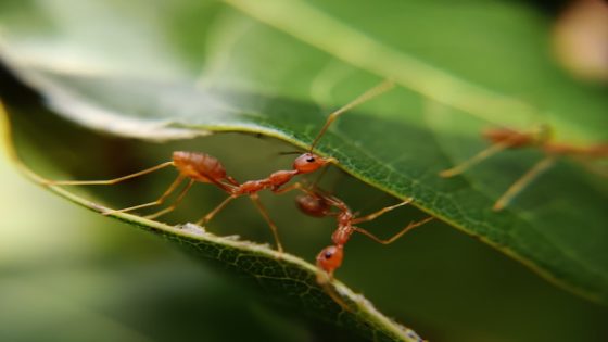 تفسير رؤية النمل في الحلم او حلمت بنمله في المنام