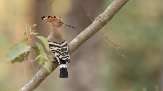 تفسير الهدهد في المنام رؤية الهدهد في الحلم