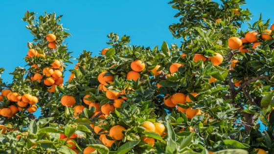 تفسير قطف البرتقال في الحلم زرع برتقال في المنام