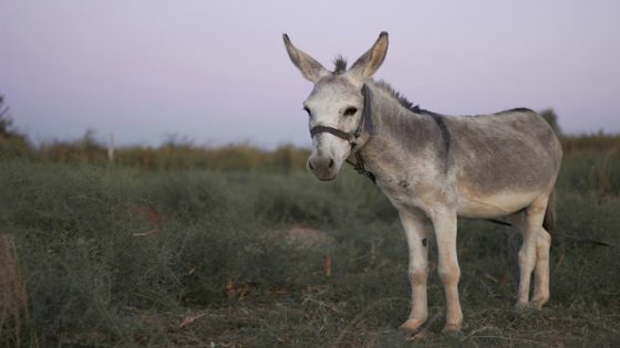 تفسير الحمار في الحلم رؤية الحمار في المنام لابن سيرين