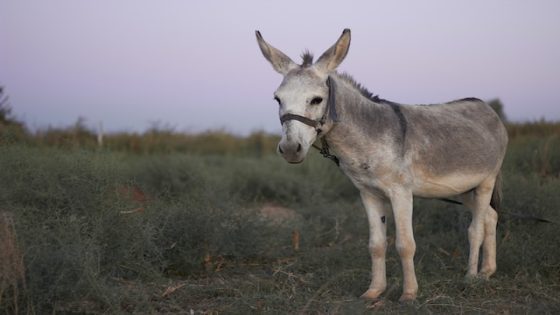 تفسير عضة الحمار في الحلم – رؤيا حمار عضني في المنام