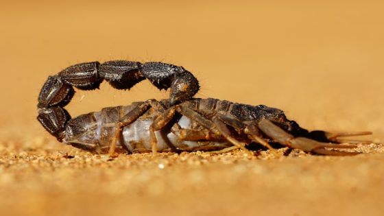 تفسير العقرب في المنام رؤية عقرب في الحلم وقتلها