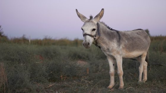 تفسير حلم ركوب الحمار في المنام للامام الصادق