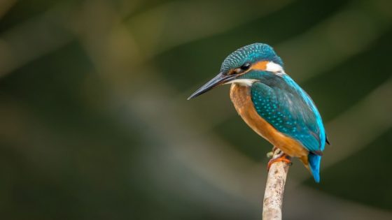 تفسير صوت الحيوانات في المنام سماع صوت الحيوان في الحلم