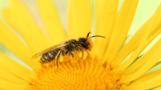 تفسير ملكة النحل في الحلم النحله الكبيره في المنام