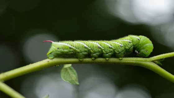 تفسير ام اربعه واربعين في الحلم رؤية قتل ام اربعه و اربعين