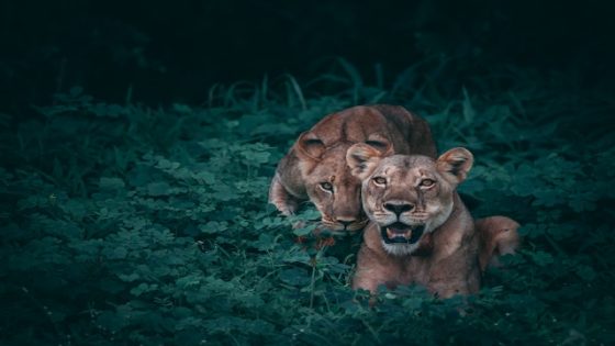 تفسير حلم مطاردة الاسد او رؤية الاسد يطاردني في المنام