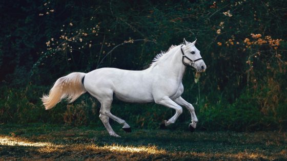 تفسير حلم الحصان لابن سيرين رؤيا ركوب الحصان في المنام