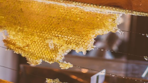 تفسير حلم خلية النحل في المنام لابن سيرين