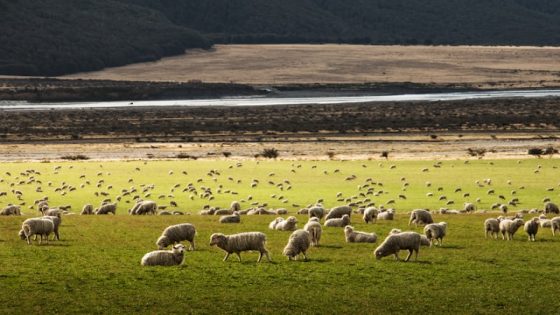 تفسير الراعي في الحلم معنى راعي الغنم في المنام