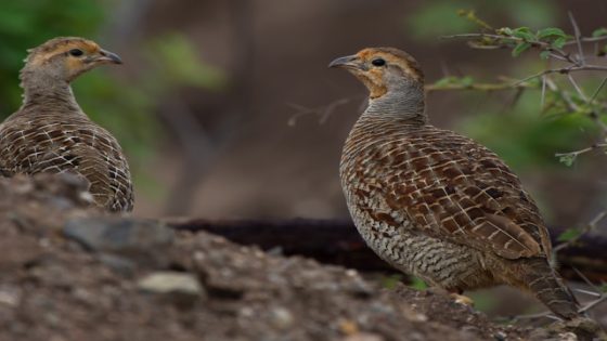 تفسير السمان في المنام رؤية طائر السمان في الحلم