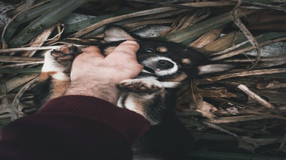 تفسير رؤية عضة الكلب في المنام وحلم الكلاب تعضني