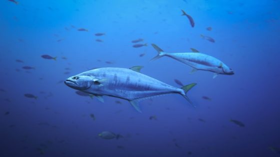 تفسير سمك التونة في المنام – رؤيا اكل التونه في الحلم