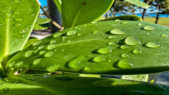 تفسير رؤية الندى في المنام