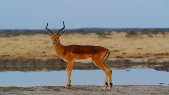 تفسير رؤية الظبي في المنام