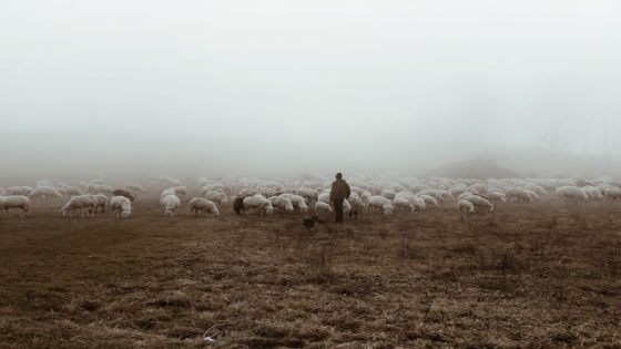 تفسير رؤية الراعي في المنام