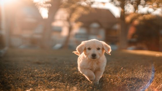 رؤية الكلب في المنام للعزباء