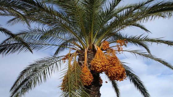 إعطاء البلح في المنام