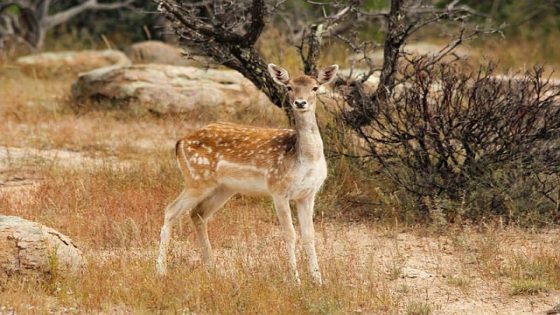 تفسير رؤية الغزال في المنام للعزباء والمتزوجة والرجل