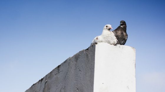 تفسير رؤية الحمامة السوداء في المنام