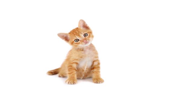 Cute little kitten on white background