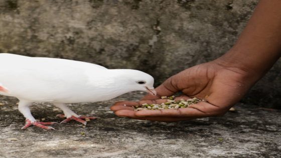 a white homing domestic pigeon pecking and eating grains from the palm of hand during a bright sunny day