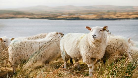 رؤية ذبح الخروف في المنام