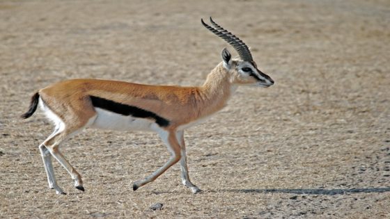 تفسير رؤية الغزال في المنام