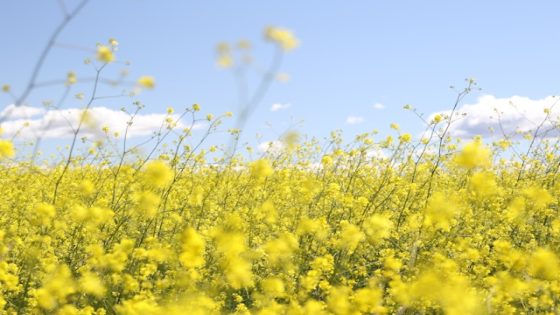 تفسير رؤية السلجم في المنام