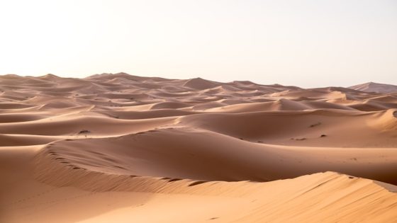 تفسير رؤية السمور في المنام