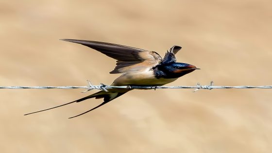 تفسير رؤية السنونو في المنام وحلم طائر الخطاف