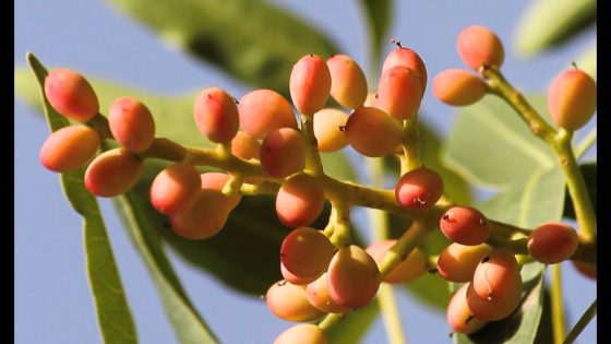 تفسير رؤية البطم في المنام