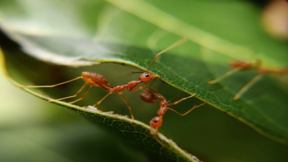 رؤية النمل في المنام للمتزوجة