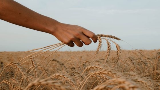 تفسير رؤية الحصاد في المنام