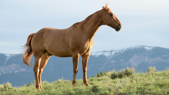 تفسير رؤية الفرس في المنام وركوب الفرس في الحلم