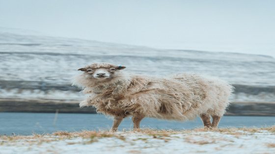 رمز الخروف في المنام