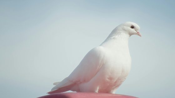 رؤية الحمام الزغلول في المنام