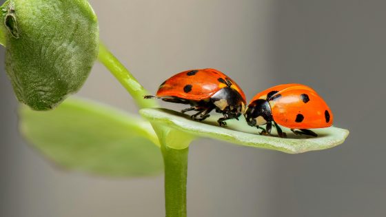 رؤية دودة كبيرة في المنام