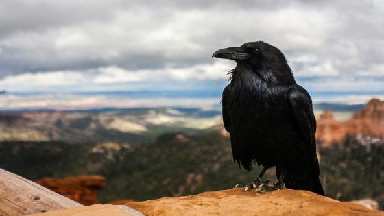 الغراب في المنام وتفسير حلم الغراب بالتفصيل