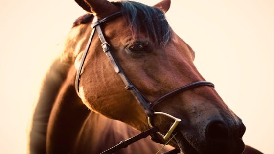 تفسير رؤية ركوب الخيل في المنام لابن سيرين والنابلسي