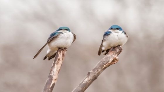 تفسير رؤية العصافير في المنام دلاله على الأخبار السارة