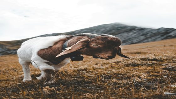 رؤية الخروف المسلوخ في المنام